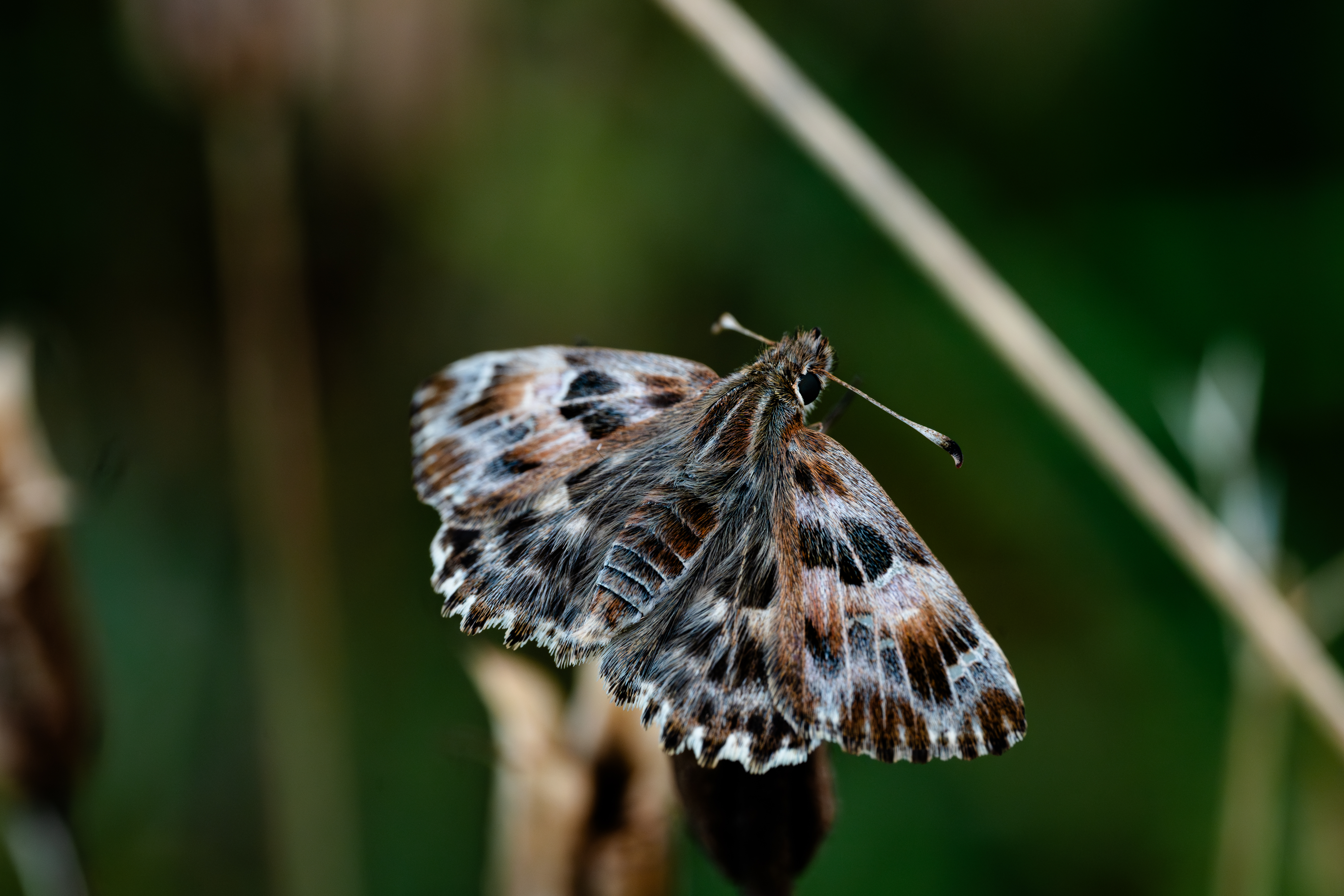 dsc07996 enhanced nr